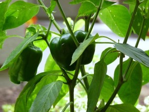 Green pepper plants