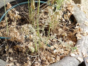 Dead Cilantro plant