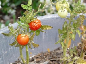 Tomato plant