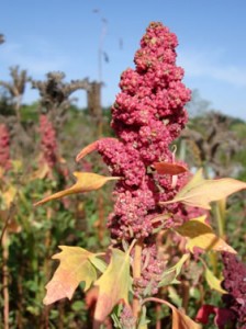 quinoa plant